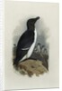 A Razorbill by Archibald Thorburn