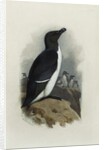 A Razorbill by Archibald Thorburn