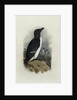 A Razorbill by Archibald Thorburn