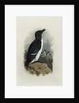 A Razorbill by Archibald Thorburn
