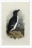 A Razorbill by Archibald Thorburn