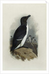 A Razorbill by Archibald Thorburn