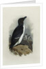 A Razorbill by Archibald Thorburn