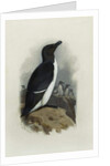 A Razorbill by Archibald Thorburn