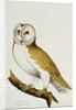 A Barn Owl, part of An Album of Watercolours of Birds and Their Eggs, c. 1800 by School English