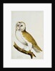 A Barn Owl, part of An Album of Watercolours of Birds and Their Eggs, c. 1800 by School English