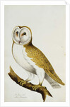 A Barn Owl, part of An Album of Watercolours of Birds and Their Eggs, c. 1800 by School English