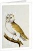 A Barn Owl, part of An Album of Watercolours of Birds and Their Eggs, c. 1800 by School English