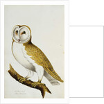 A Barn Owl, part of An Album of Watercolours of Birds and Their Eggs, c. 1800 by School English