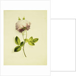 A Pink Rose by James Holland