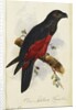 Pesquet's Dasyptilus by Edward Lear