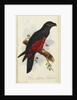 Pesquet's Dasyptilus by Edward Lear