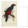 Pesquet's Dasyptilus by Edward Lear