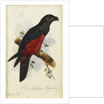 Pesquet's Dasyptilus by Edward Lear