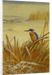 A Kingfisher Amongst Reeds in Winter, 1901 by Archibald Thorburn