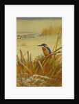 A Kingfisher Amongst Reeds in Winter, 1901 by Archibald Thorburn