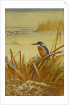 A Kingfisher Amongst Reeds in Winter, 1901 by Archibald Thorburn