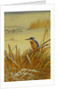 A Kingfisher Amongst Reeds in Winter, 1901 by Archibald Thorburn
