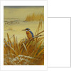 A Kingfisher Amongst Reeds in Winter, 1901 by Archibald Thorburn