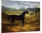 Jack Spigot, a Dark Bay Racehorse in a Paddock at Bolton Hall, 1824 by John Frederick Herring Snr