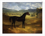 Jack Spigot, a Dark Bay Racehorse in a Paddock at Bolton Hall, 1824 by John Frederick Herring Snr