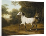 A Grey Arab Stallion in a Wooded Landscape by Jacques-Laurent Agasse