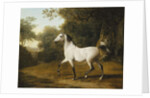 A Grey Arab Stallion in a Wooded Landscape by Jacques-Laurent Agasse