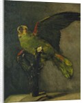 The Green Parrot; Le Perroquet Vert, 1885 by Vincent van Gogh