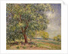 Walnut Tree at Sablons in Spring; Noyers aux Sablons, Primptemps, 1885 by Alfred Sisley