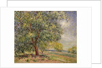 Walnut Tree at Sablons in Spring; Noyers aux Sablons, Primptemps, 1885 by Alfred Sisley