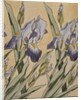 Iris, 1898 by Koloman Moser