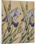 Iris, 1898 by Koloman Moser