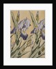 Iris, 1898 by Koloman Moser