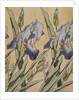 Iris, 1898 by Koloman Moser