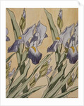 Iris, 1898 by Koloman Moser