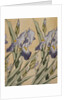 Iris, 1898 by Koloman Moser