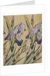 Iris, 1898 by Koloman Moser