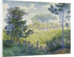 Vineyards Under the Pines; Les Vignobles sous les Pins, c. 1898 by Paul Ranson