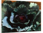 Cabbage, 1956 by Cedric Morris