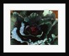 Cabbage, 1956 by Cedric Morris