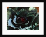 Cabbage, 1956 by Cedric Morris
