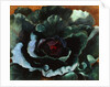 Cabbage, 1956 by Cedric Morris