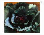 Cabbage, 1956 by Cedric Morris
