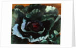 Cabbage, 1956 by Cedric Morris