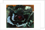 Cabbage, 1956 by Cedric Morris
