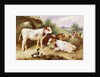 Calves and Poultry by a Byre, 1922 by Walter Hunt