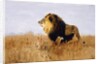 Lion Watching for Prey by Wilhelm Kuhnert