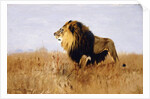 Lion Watching for Prey by Wilhelm Kuhnert
