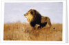 Lion Watching for Prey by Wilhelm Kuhnert