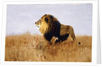 Lion Watching for Prey by Wilhelm Kuhnert